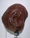 Ear Eye 2